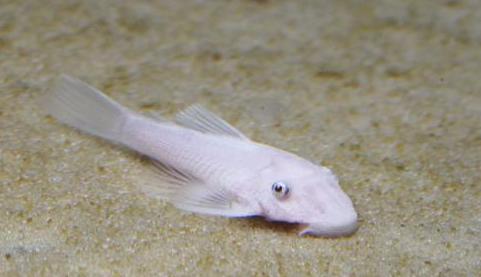 albino kıllı plecostomus