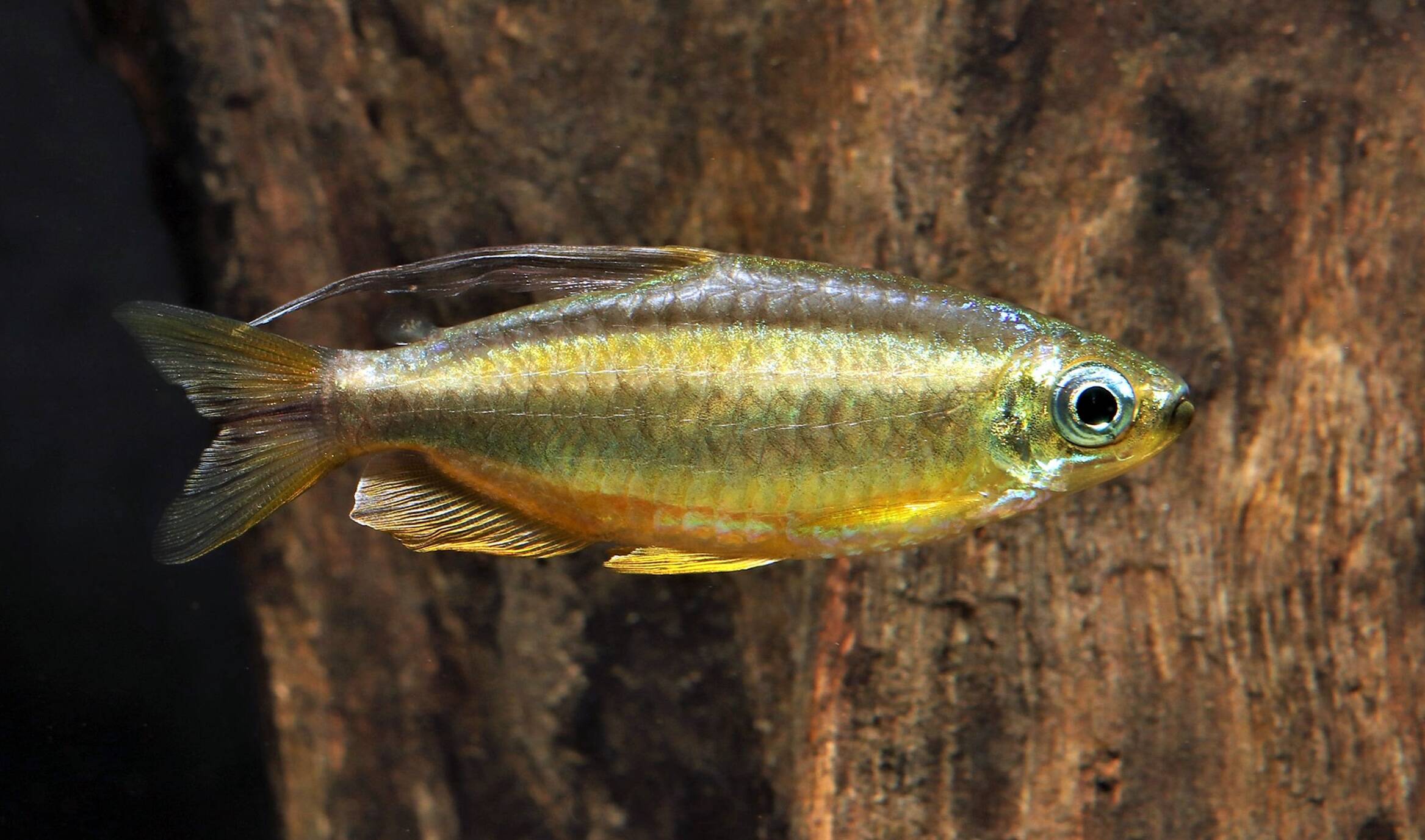 Sw Fish Update for Saltwater & Freshwater Fish: