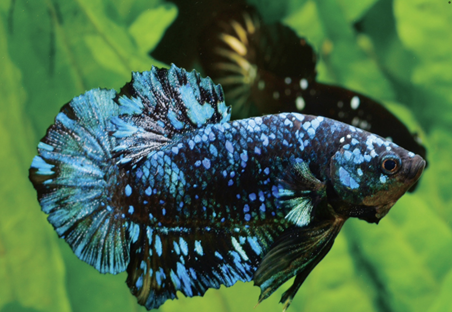 Beta Splands Fish Arriving THUR 1/22 after 3PM: